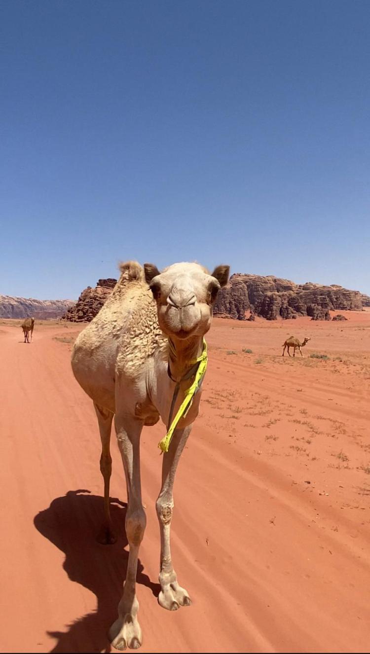Wadi Rum Bedouin Heart Camp Kültér fotó