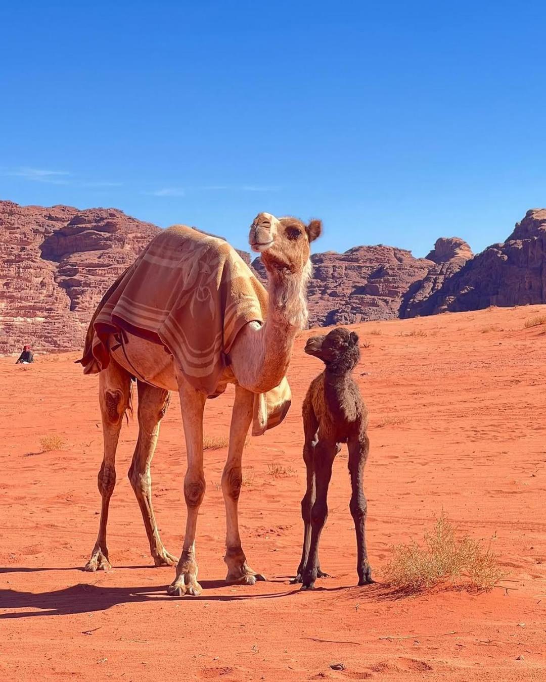 Wadi Rum Bedouin Heart Camp Kültér fotó